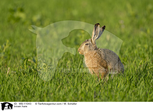 Feldhase / brown hare / WS-11043