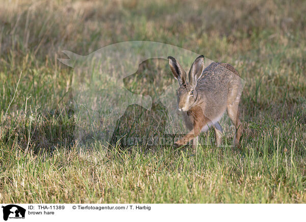 Feldhase / brown hare / THA-11389