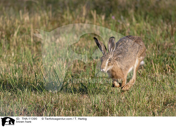 Feldhase / brown hare / THA-11390