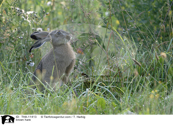 Feldhase / brown hare / THA-11413