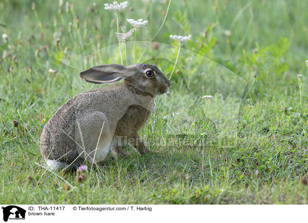 Feldhase / brown hare / THA-11417