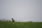 hare rabbit