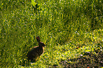 sitting hare