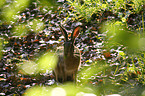 sitting hare