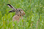 hare rabbit