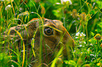 European hare