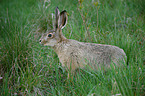 brown hare