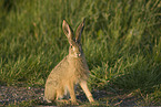 brown hare