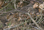 brown hare