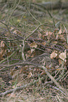 brown hare