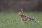 brown hare