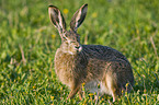 brown hare