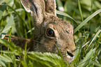 brown hare