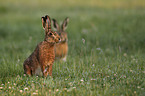 brown hare