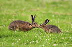 brown hares