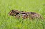 brown hares