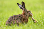 brown hare