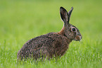 brown hare