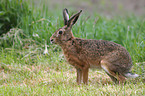 brown hare