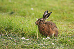 brown hare