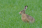 brown hare