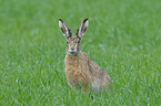 brown hare