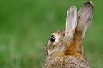 brown hare