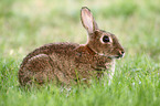 brown hare