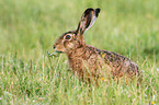 brown hare