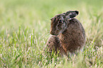 brown hare