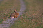 brown hare