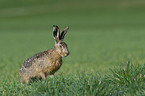 brown hare