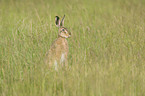 brown hare