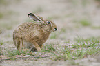 brown hare