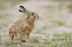 brown hare