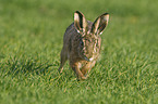 brown hare