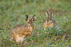 brown hares