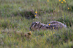 brown hare