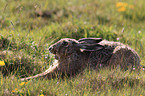 brown hare