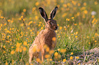 brown hare