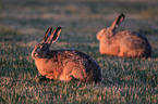 brown hares