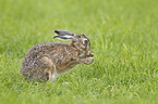 brown hare