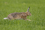 brown hare