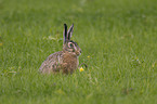 brown hare