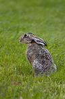 brown hare