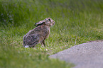 brown hare