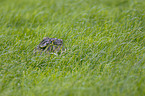 brown hare