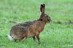 brown hare