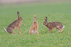 brown hares