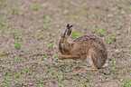 European brown hare